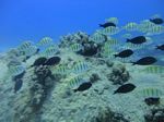 Hawaii Scuba divng 52