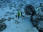 Hawaii Scuba divng 47