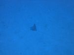 Hawaii Scuba divng 27