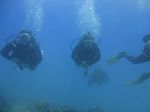 Hawaii Scuba divng 49