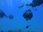 Hawaii Scuba divng 52