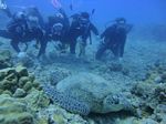 Hawaii Scuba divng 54