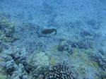 Hawaii Scuba divng 60