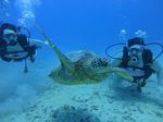 Waikiki scuba 17