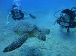 Waikiki scuba 19