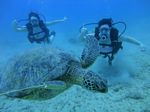 Waikiki scuba 20