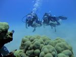 Hawaii Scuba divng 27