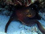 Hawaii Scuba divng 48