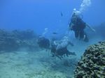 Hawaii Scuba divng 54