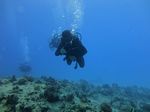 Hawaii Scuba divng 67