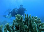 Waikiki scuba 49