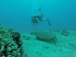 Hawaii Scuba divng 20