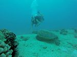 Hawaii Scuba divng 21