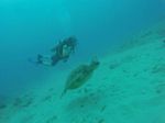 Hawaii Scuba divng 29