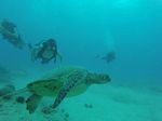 Hawaii Scuba divng 31