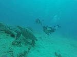 Hawaii Scuba divng 36