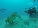 Hawaii Scuba divng 42