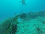 Hawaii Scuba divng 43