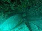 Hawaii Scuba divng 56