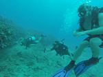 Hawaii Scuba divng 69