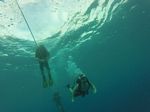 Hawaii Scuba divng 06