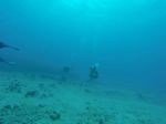 Hawaii Scuba divng 73