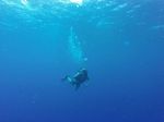 Hawaii Scuba divng 78