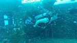 Hawaii Scuba divng 87