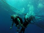 Hawaii Scuba divng 10