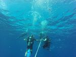 Hawaii Scuba divng 19