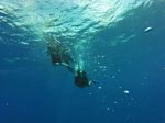 Hawaii Scuba divng 27