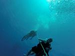 Hawaii Scuba divng 87