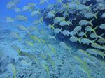 Hawaii Scuba divng 30