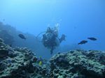 Hawaii Scuba divng 34