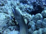 Hawaii Scuba divng 39