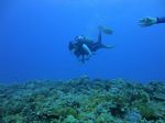 Hawaii Scuba divng 46