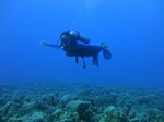Hawaii Scuba divng 51