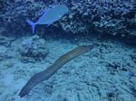 Hawaii Scuba divng 53