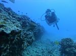 Hawaii Scuba divng 54