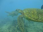 Waikiki scuba 12