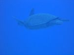 Hawaii scuba 25