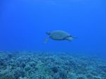 Hawaii scuba 26