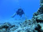 Hawaii scuba 28
