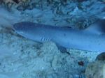 Hawaii Scuba divng 27
