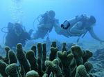 Hawaii Scuba divng 39