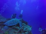 Hawaii Scuba divng 22