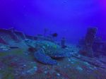 Hawaii Scuba divng 26