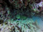 Hawaii Scuba divng 30