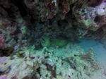 Hawaii Scuba divng 31