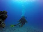 Hawaii Scuba divng 34